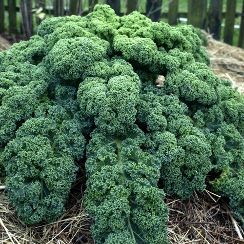 Cách Làm Món Cải Xoăn Kale Xào Mề Gà của Bòn Bon