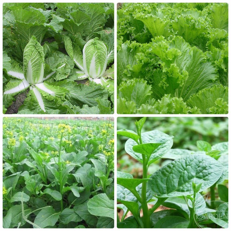 HẠT GIỐNG RAU HỮU CƠ – Dream Garden